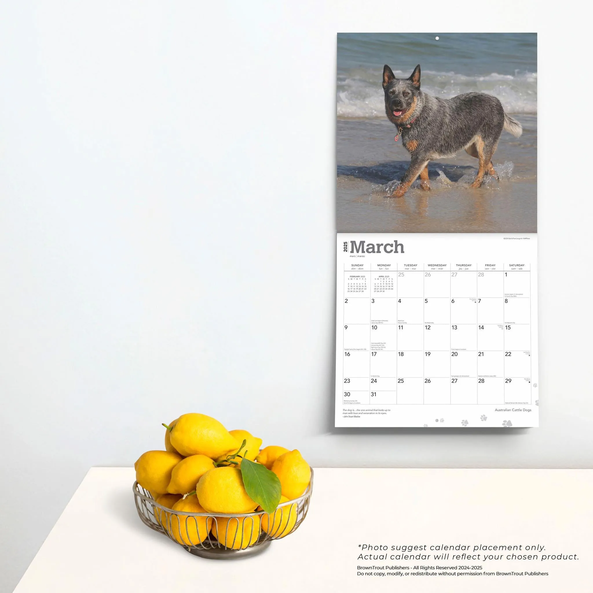 Australian Cattle Dogs Wall 2025 Calendar