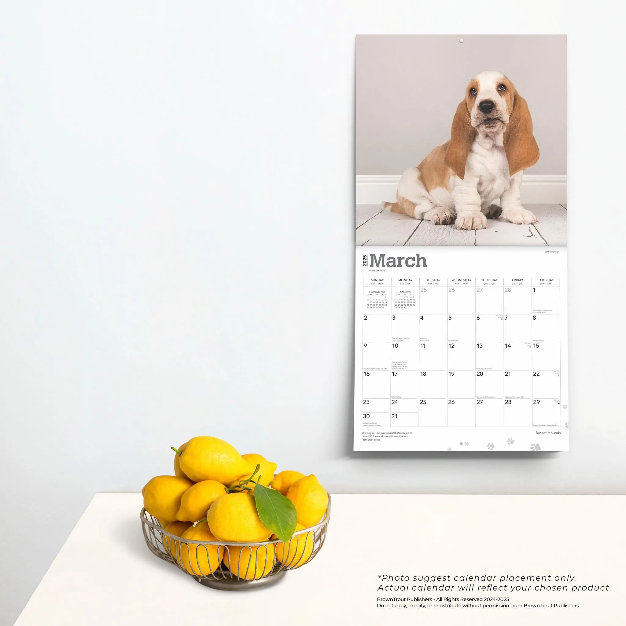 Basset Hounds Wall 2025 Calendar