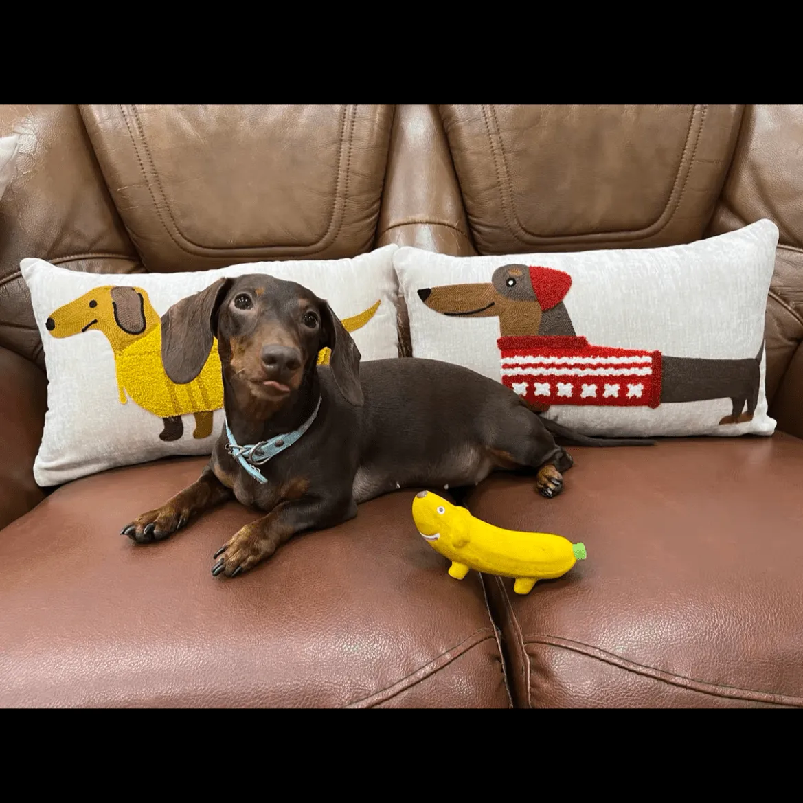 Embroidered Dachshund Pillow