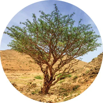 Frankincense, Green Hojari Essential Oil - Living Libations