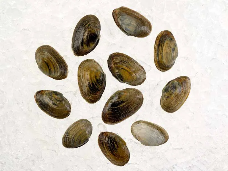 Steamer Clams